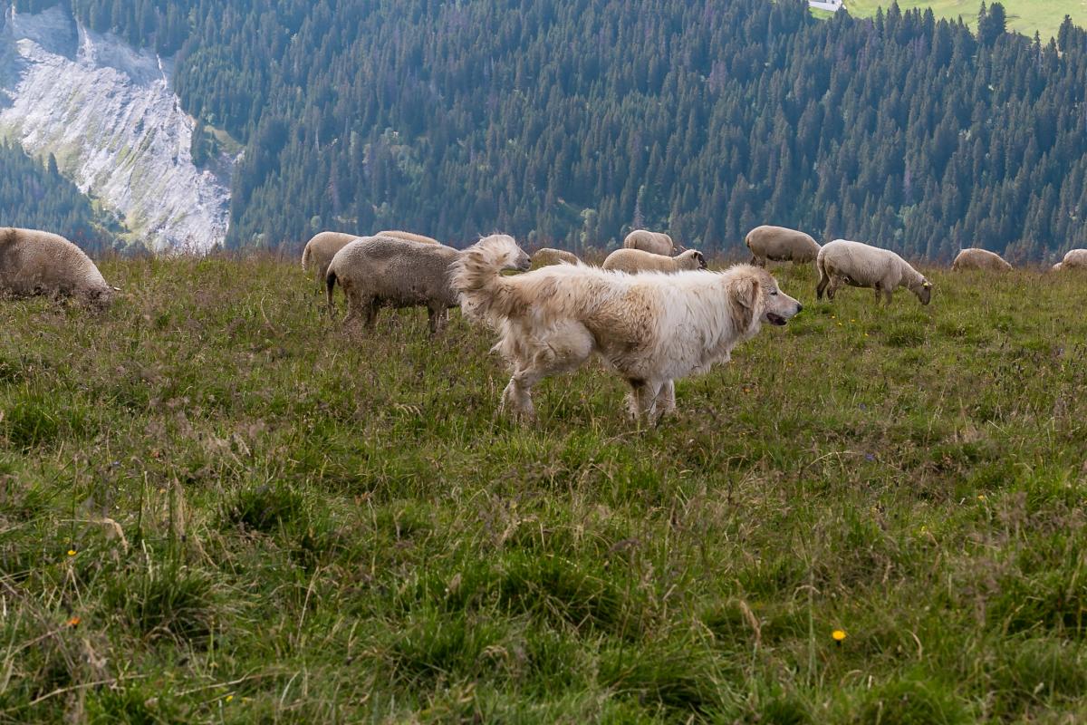 FRANCE - FLOCK OF SHEEP