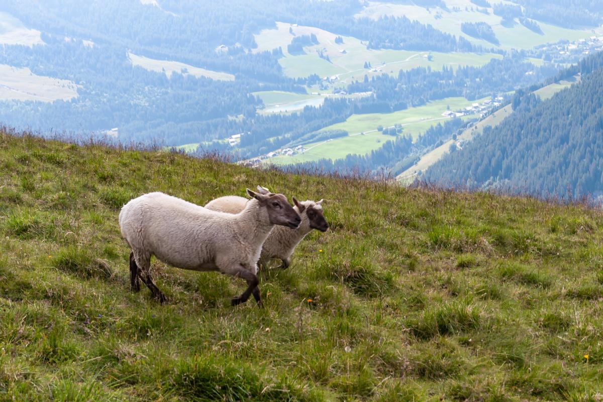 FRANCE - FLOCK OF SHEEP