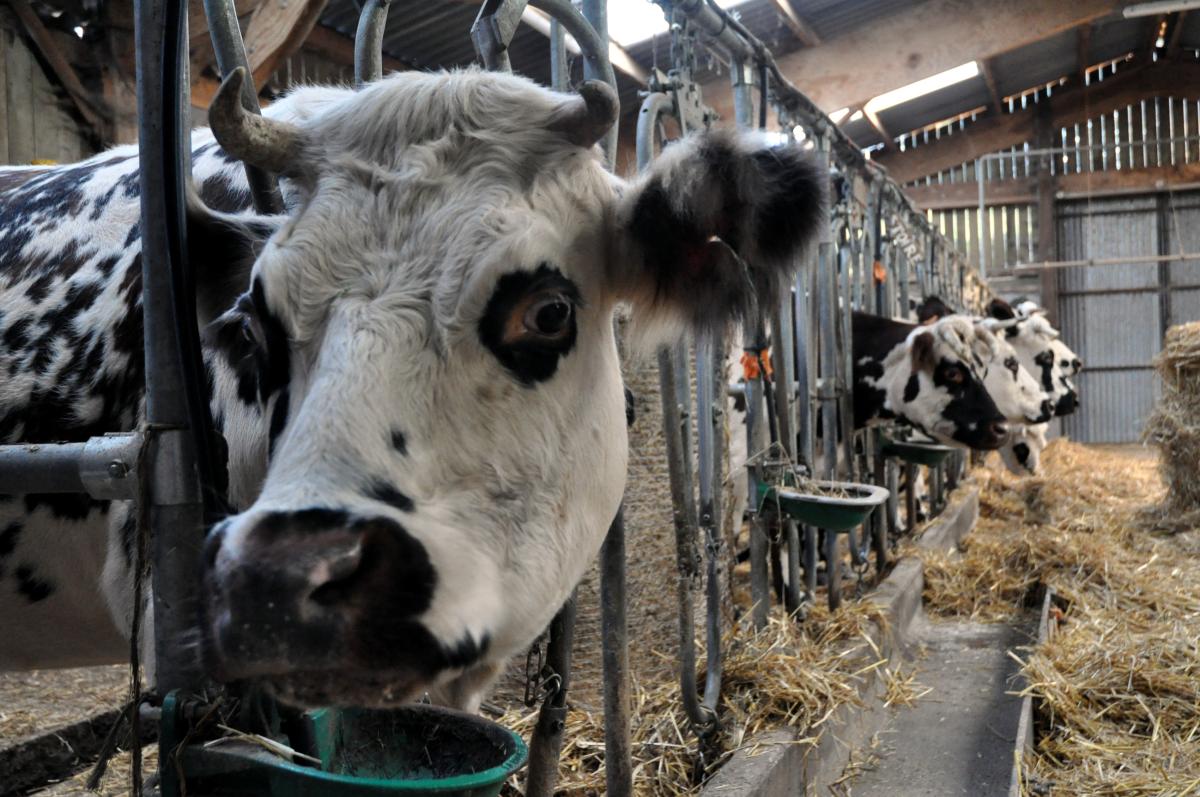 Vaches dans salle de traite.