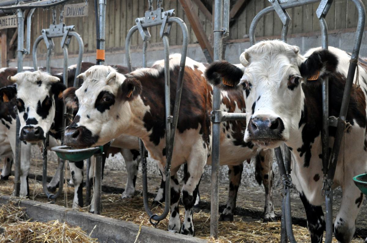 Vaches dans salle de traite.