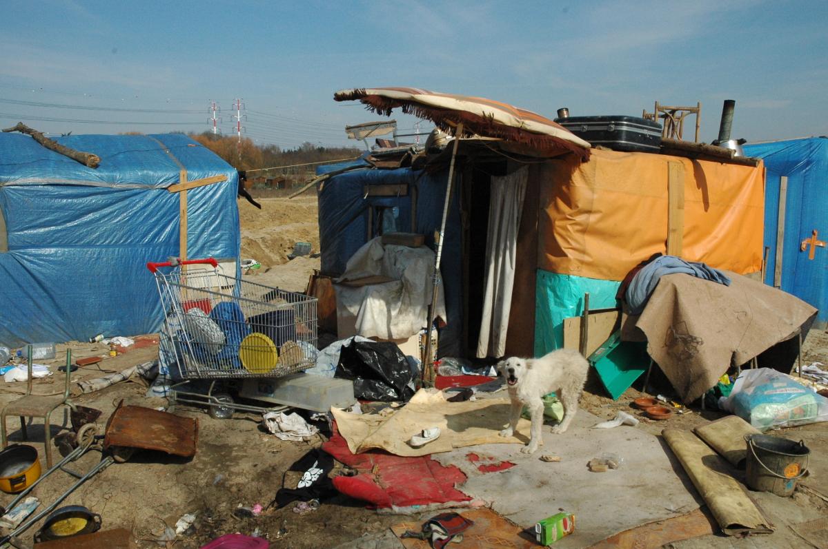 Chien blanc abandonné près de la cabane des Roms à Massy Essonne.