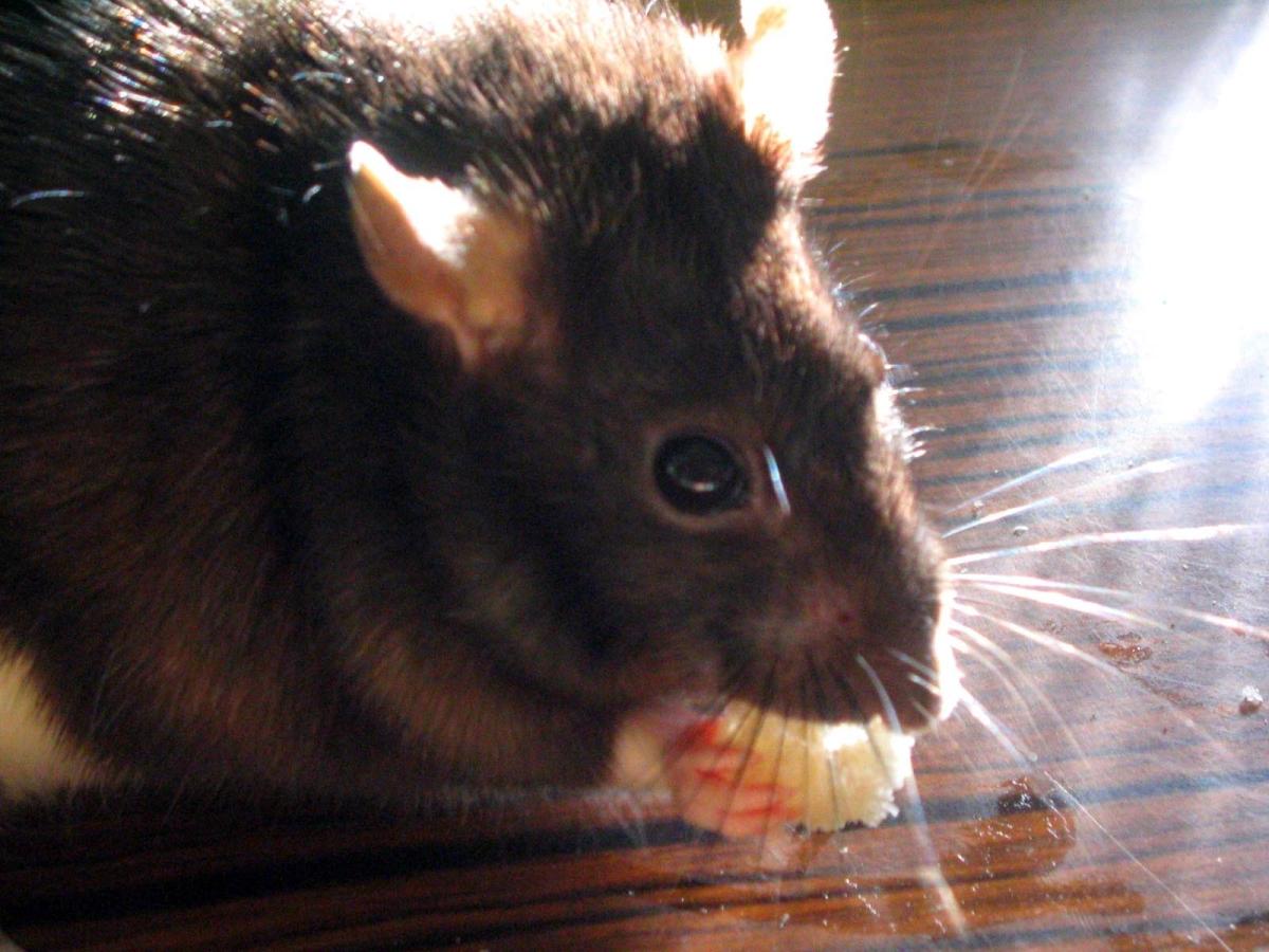 Rat femelle nom:Ratounette à Milo