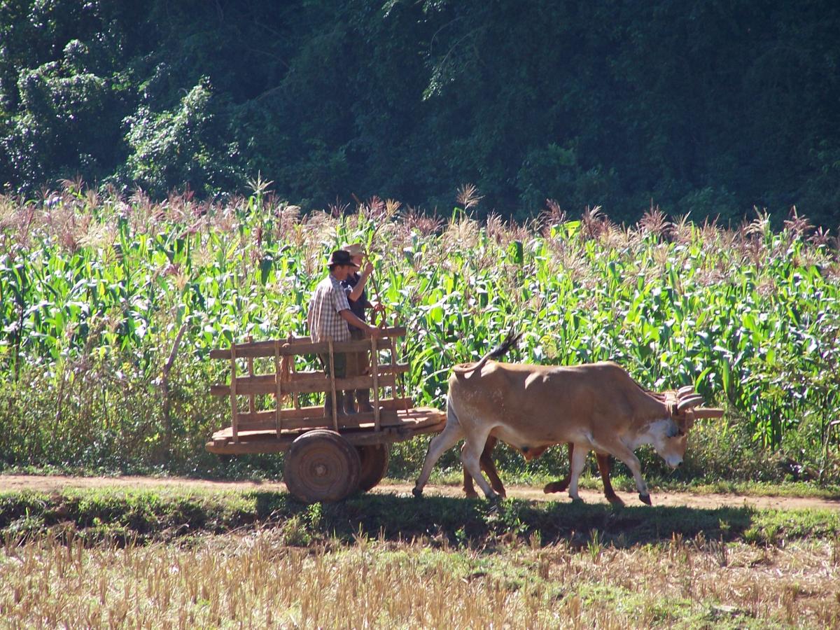 Vallée de Vineres à Cuba
