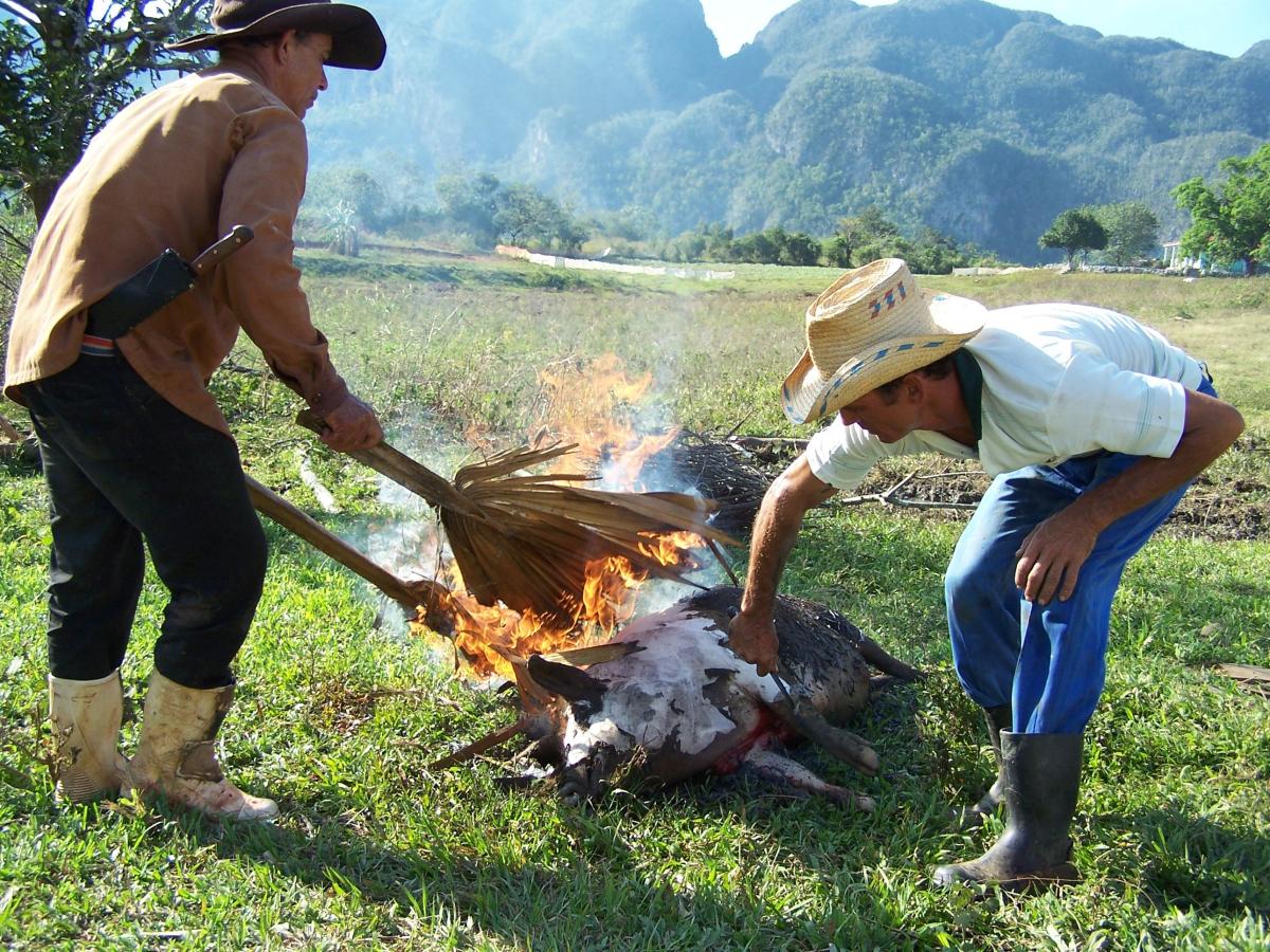 Fête dans la vallée de Vineres à Cuba