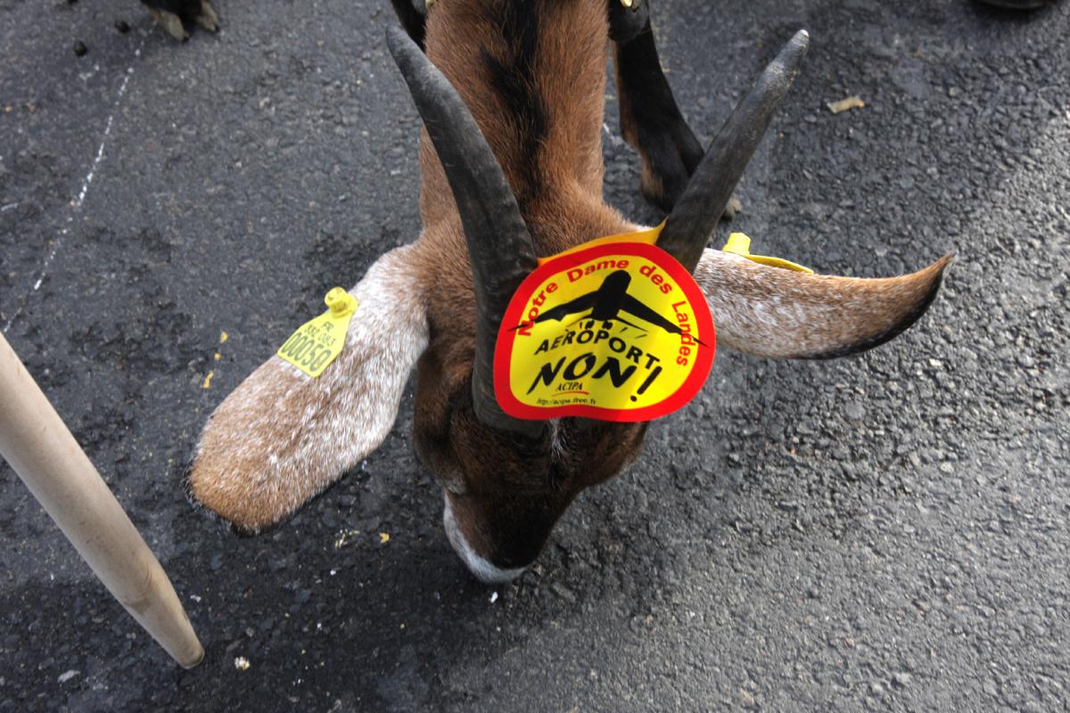 Badge contre l'aéroport sur une chèvre