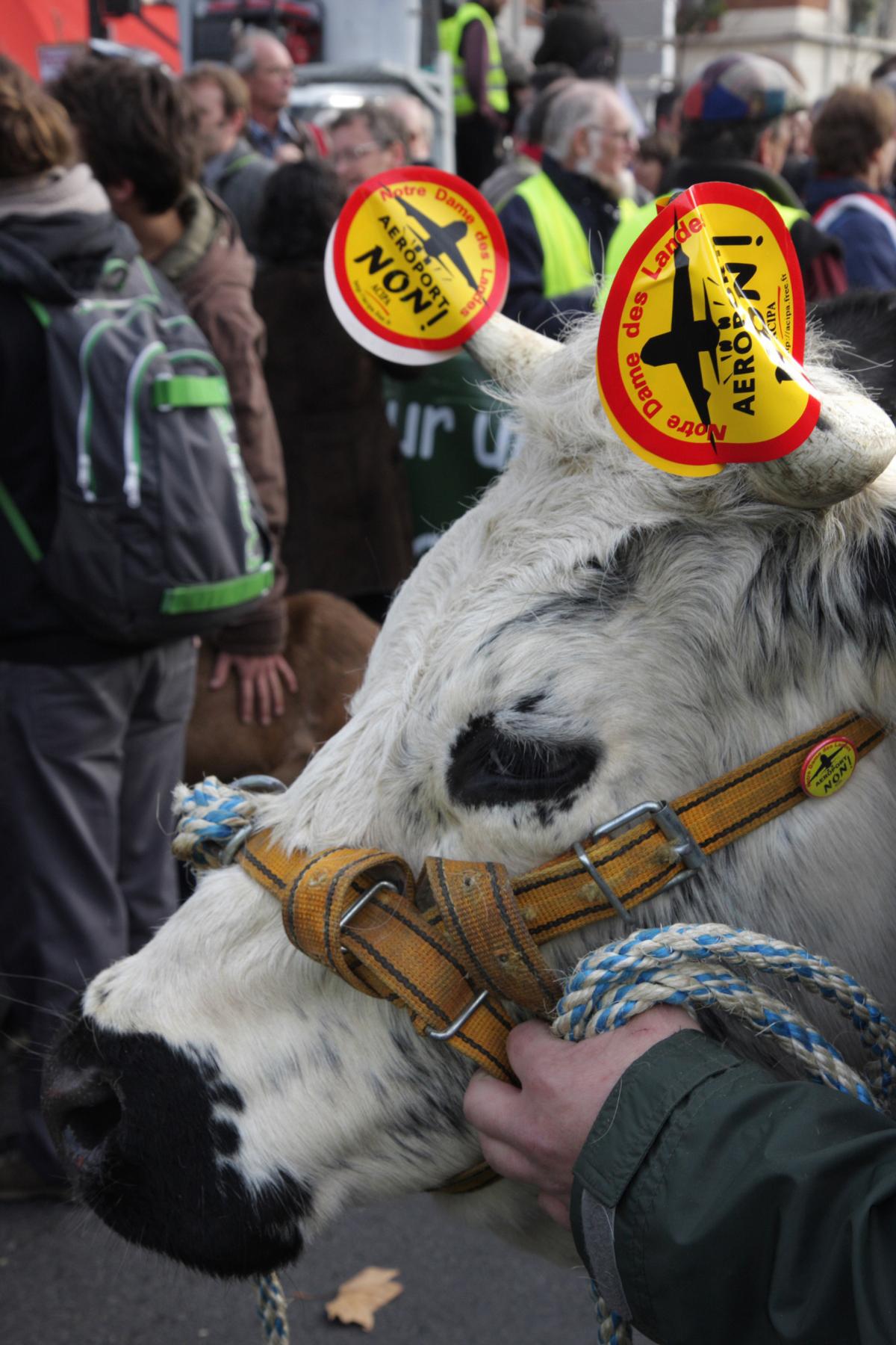 Vache badgée contre l'aéroport