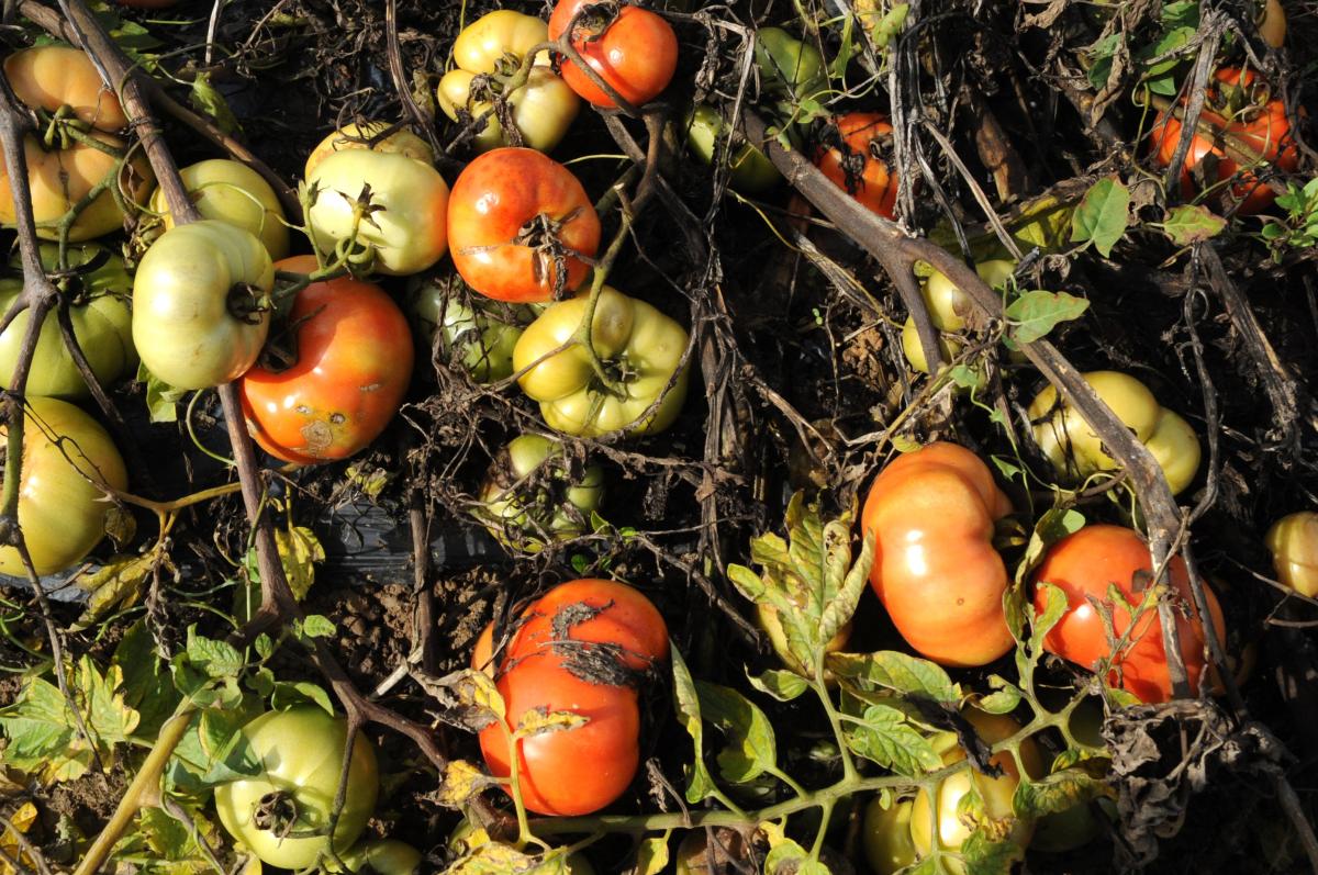 Tomates