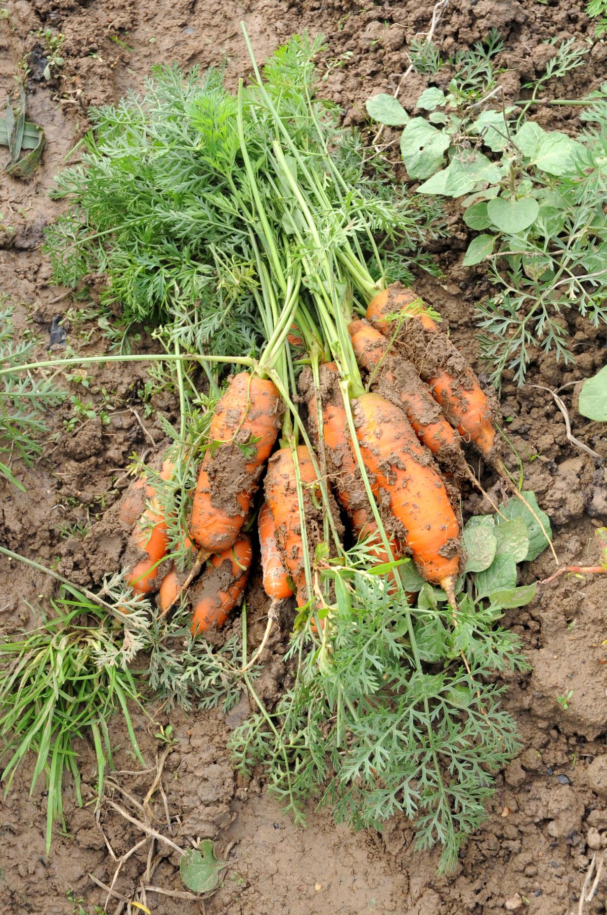 Carottes