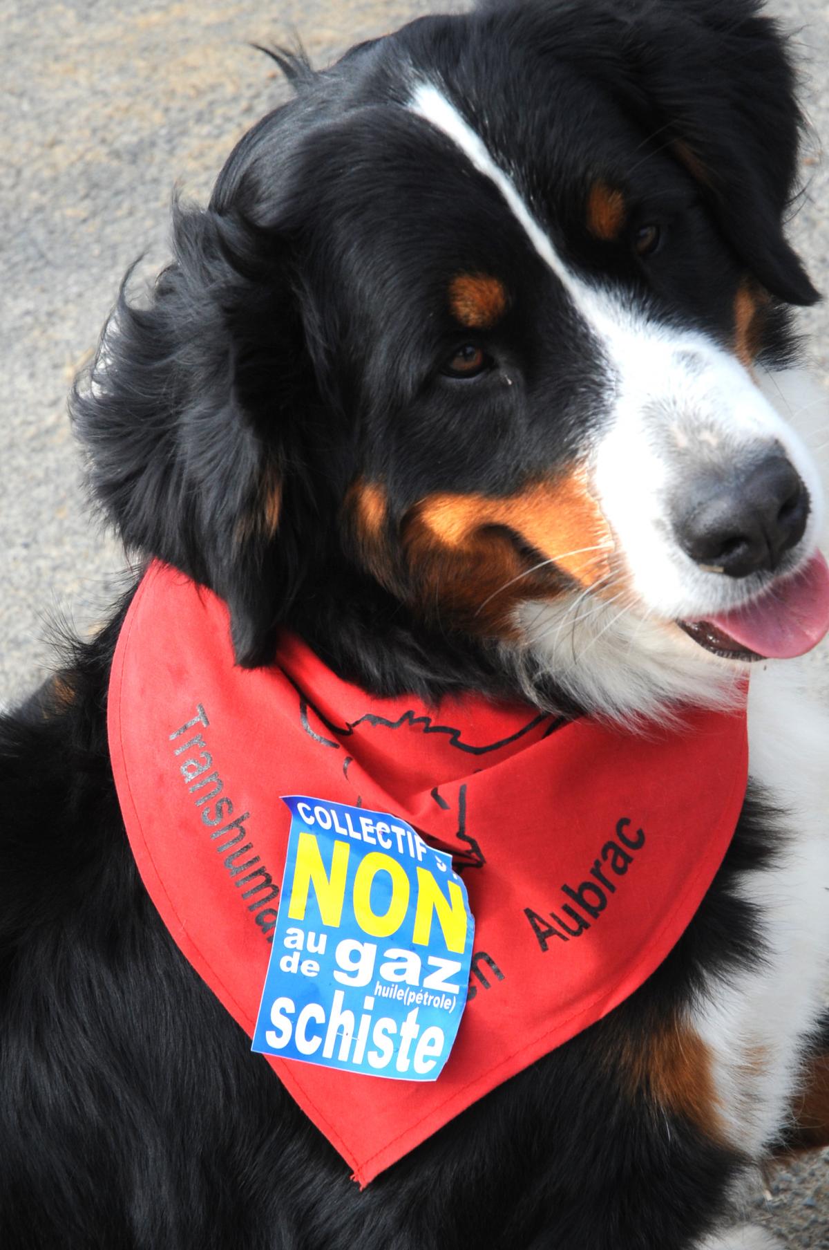 Chien à la Journée internationale contre l'exploitation des Gaz de Schistes