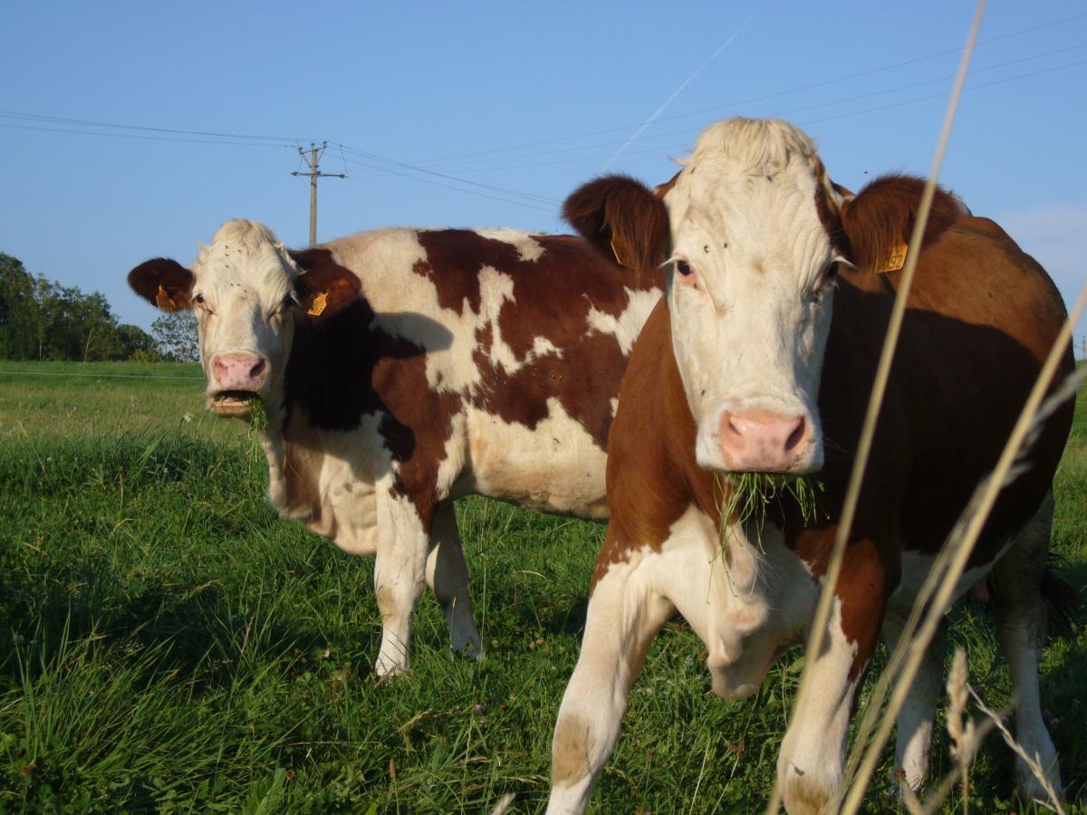 Vaches en colère