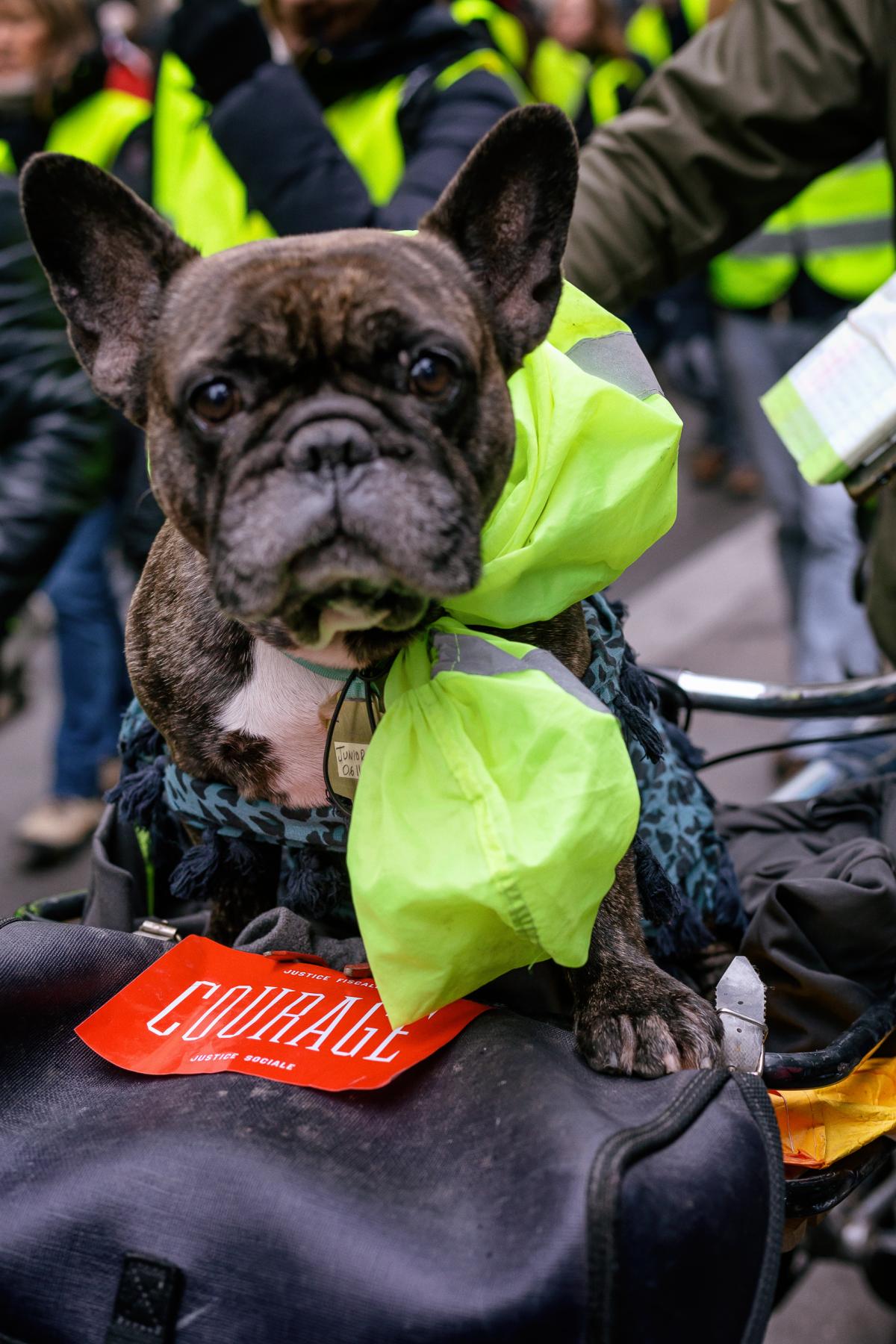 Chien avec Gilet Jaune, autocollant courage